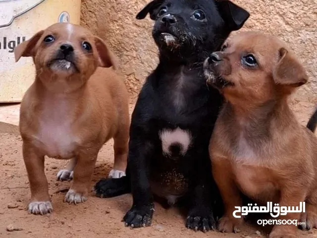 محمد الفورتي
