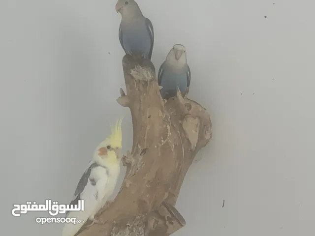 طائر الحب زوجين منتجين