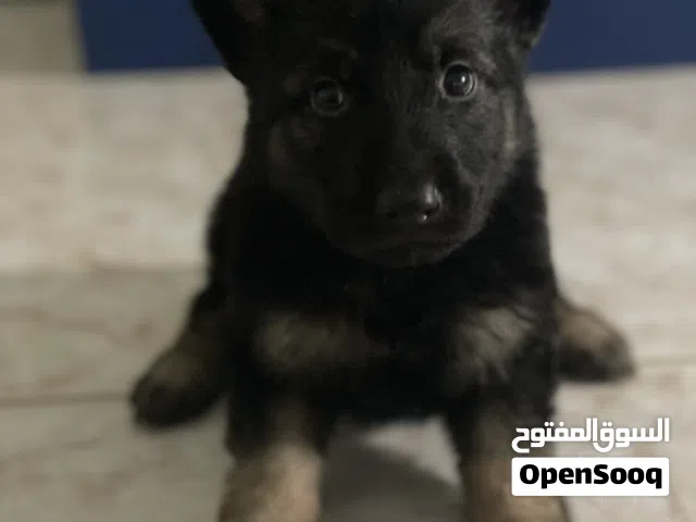 Cute puppy German 1 month and a half