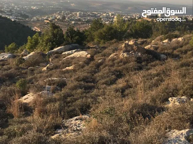 ارض للبيع في منطقه. البن الشرقيه مساحه 40دونم طابو سلطه