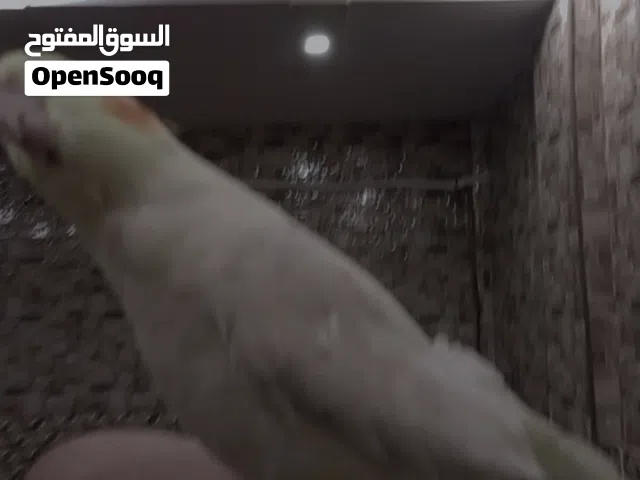 طير كوكتيل اليف ذكر عمره7 شهور اليف جدا عضته ما تاذي ابدا بطلع عل ايد وكتف ول راس وبغرد ويغني كوكي