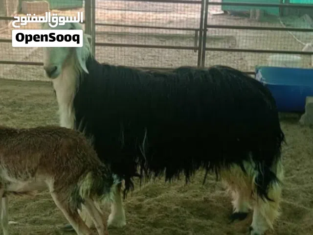 كبش نجدي راهي ما شاء الله