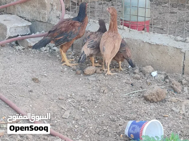 فراخ بكستاني
