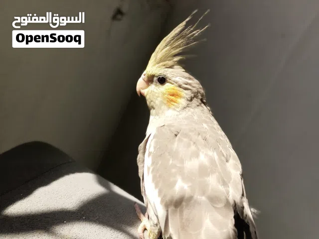 كوكتيل أليف