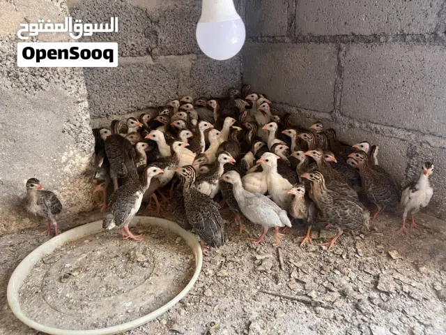 للبيع فروخ حبشي.