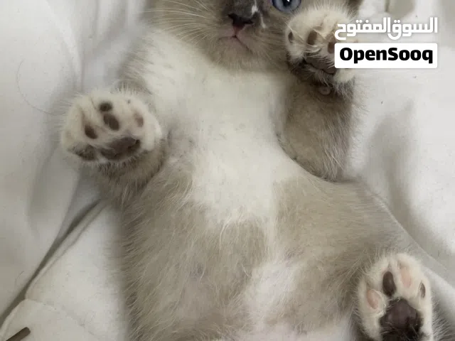 سكوتس ستريت