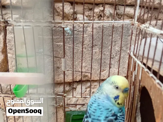 كوبية بقلينو تحتهة فرخ ربي يبارك