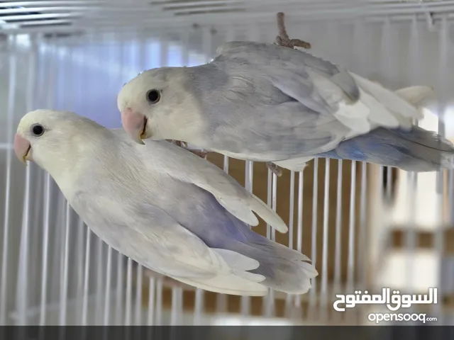 للبيع لافبيرد