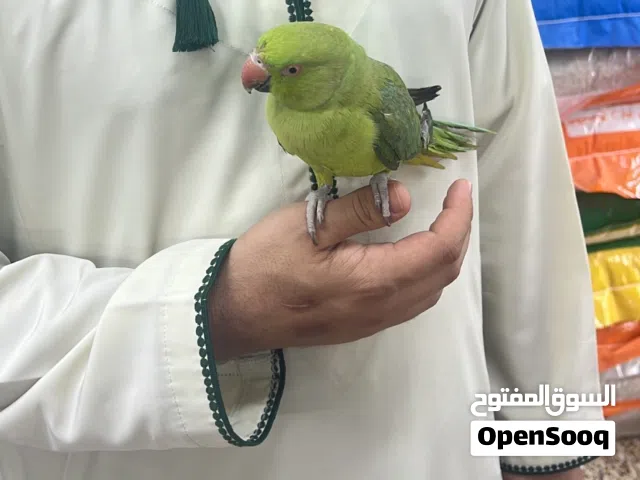ببغا دره اليف بعمر صغير