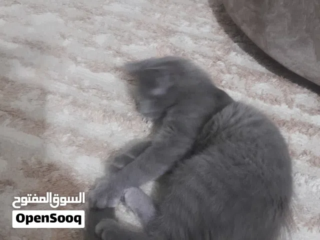 قطة بيتية رائعة