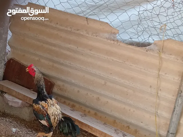 ديك ضرابة للتواصل وياي الا على موقع