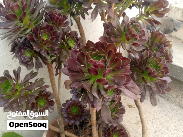 نباتات الزينة