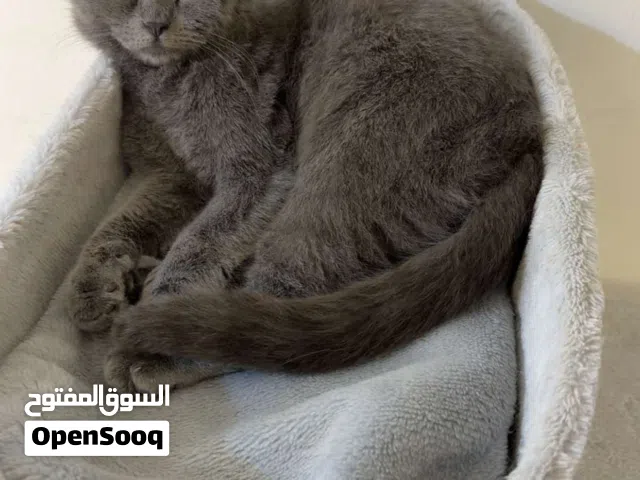 قطط للتبني