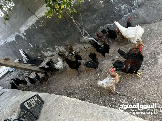 جاج بلدي للبيع