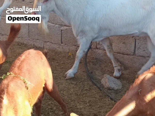 جدي فرنساوي جانبو سنه ارباع جنس حليب ما شاء الله