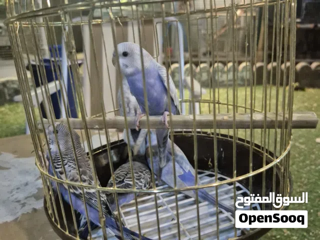 طيور بادجي إنتاج محلي