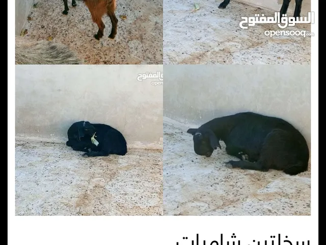 سخلتين شاميات
