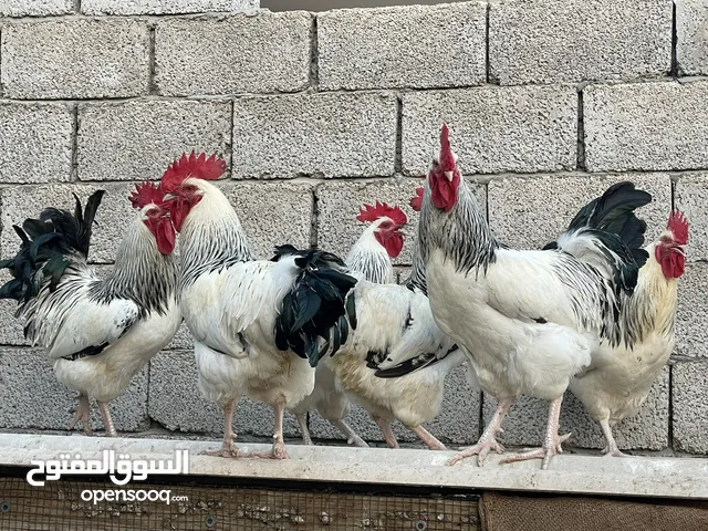 ديوك دجاج / سايكس طوق دم صافي
