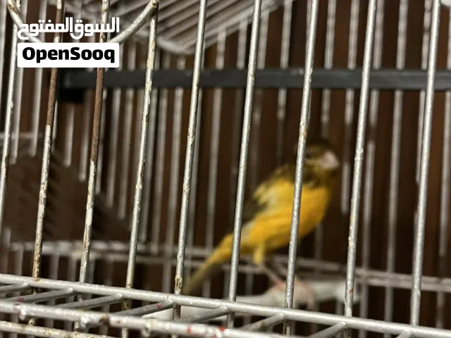 عصفور كنار للبيع صحة ونظافة الوصف اقرأ