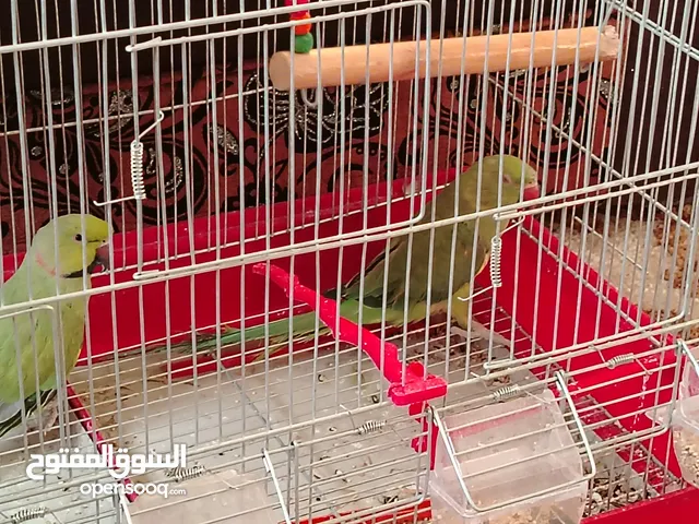 ببغاء الدره ذكر وأنثى