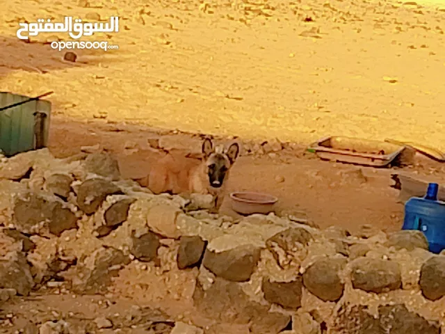 بسم الله ما شاء الله جرو بندوق مالينو نخب شرسسس جداااا شغل حراسة والسعر حرف 70دينار الموقع المفرق
