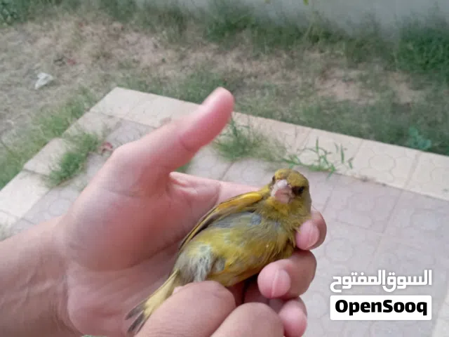 فردون و تجويد