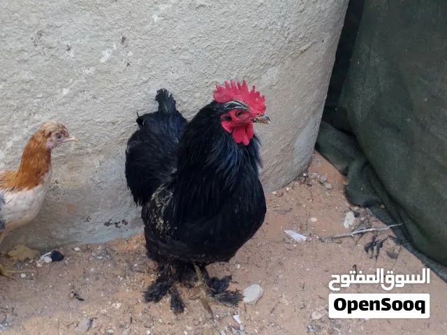 فروج برهما اسود مضروب على عملاق