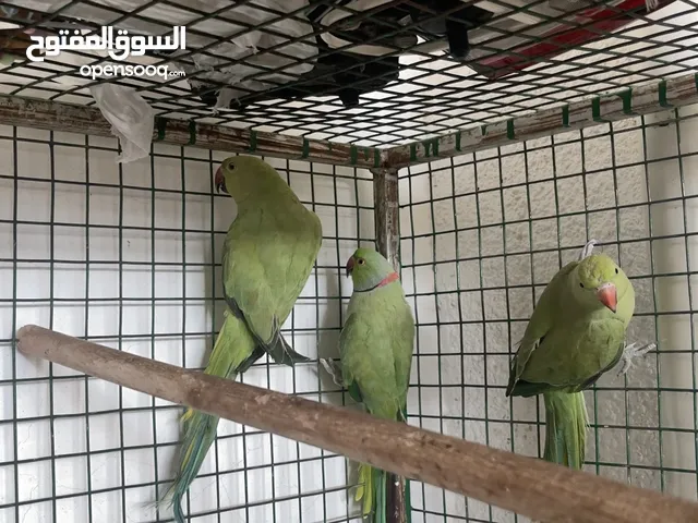 بغبغاء درة زوج اخضر للبيع