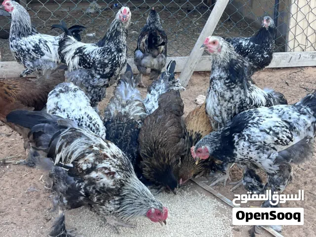 دجاج براهما درجة اولي العمر 3شهور بصحه جيده  سعر 60 طرف مكان طرابلس تاجوراء