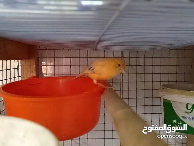 Singing Canaries