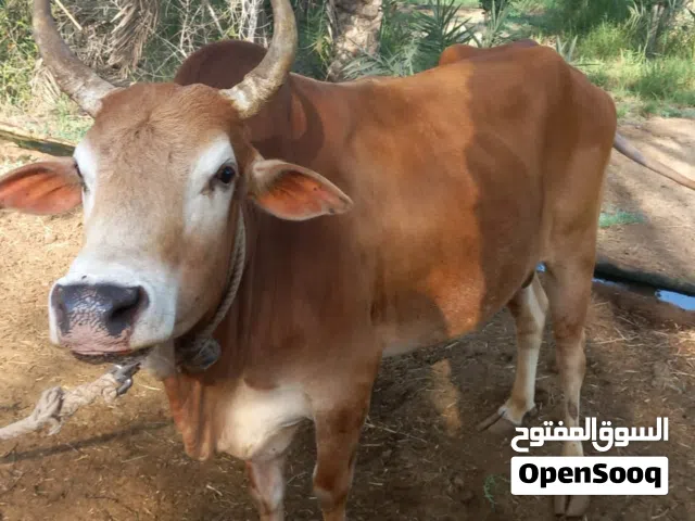 ثوور عماني سمين
