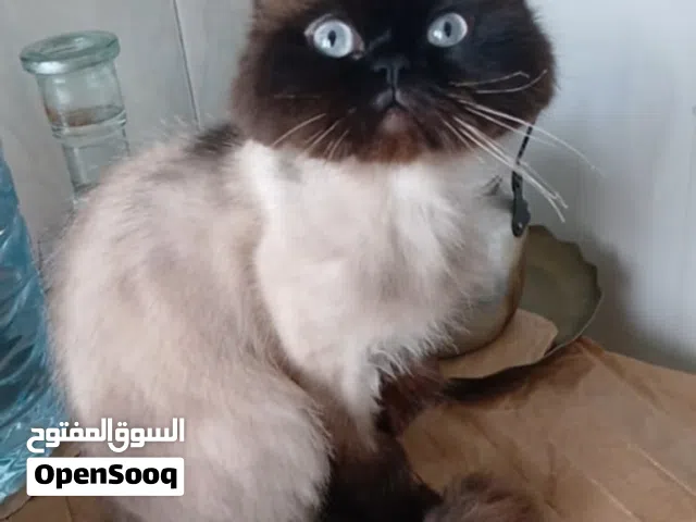 قط هيملايا ذكر للتبني العمر سنتين
