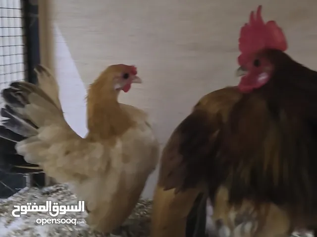 زوج دجاج سيراما