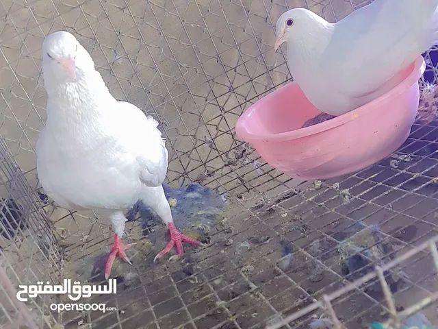 لاحم الحجم الجامبو زوج ع 10ريال نهايه رقم اتواصل فلوصف تحت