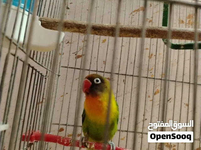 ذكر فليشر للبيع بالصلاة عالنبي