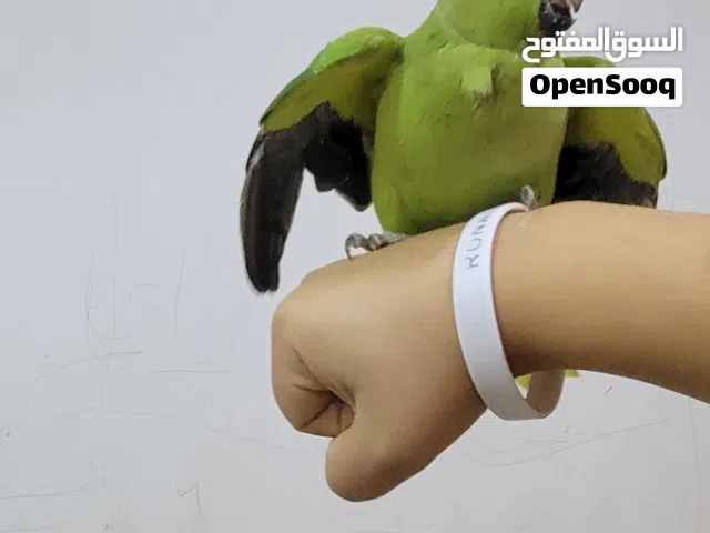 ببغاء للبيع البصره