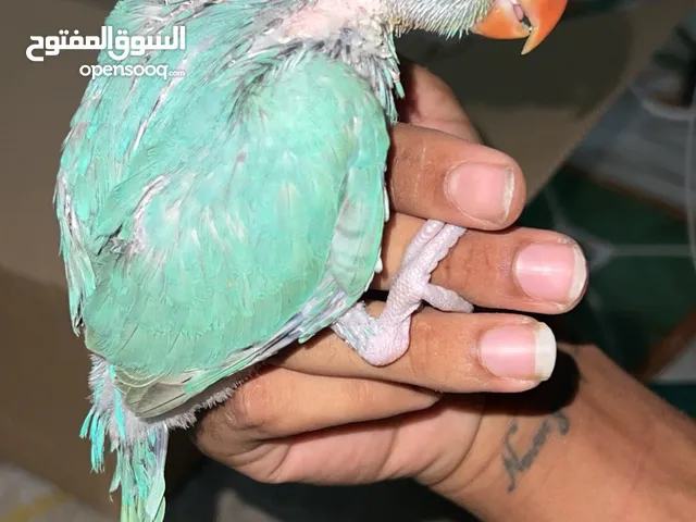 للبيع ببغاء درة و سنغال تابع الوصف