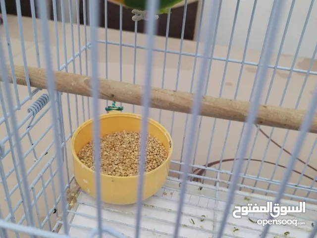 طيور حب فشر