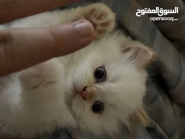 بريتش شورت هير تشوكليت لتزاوج بريتش شورت هير تشوكليت لتزاوج بريتش شورت قصير جدا تشوكليت لتزاوج بريتش