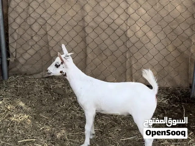 جدي مال صلاله رضيع فوووووول سمنه