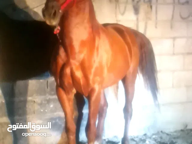 خيل للبيع نخب