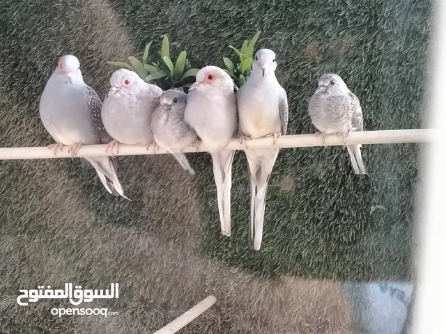 حمام ماسي فراخ