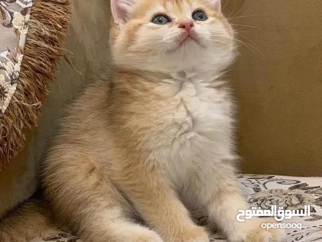 سكوتش ستريت جاهزين لبيتهم الجديد ny11