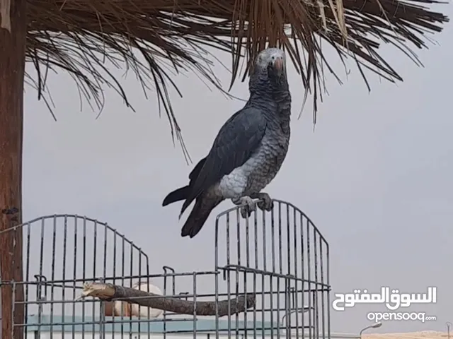 ببغاء قابوني تيمنة