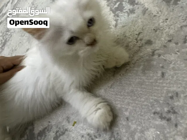 بيع قطّ كيوت ونشيط