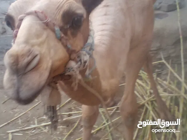 جمل عمره 9 اشهر