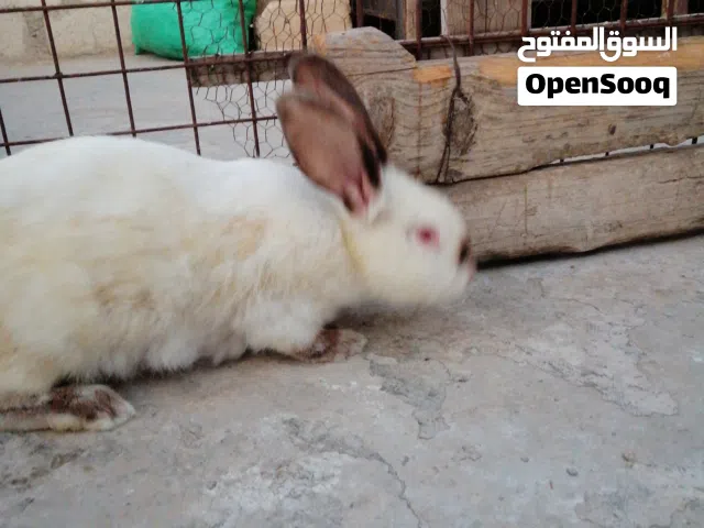 جوز ارانب كاريفوني مع أبنائها الصغير العدد 70دينار جوز ارانب كاريفوني 70دينار الموقع اربد دير السعنه