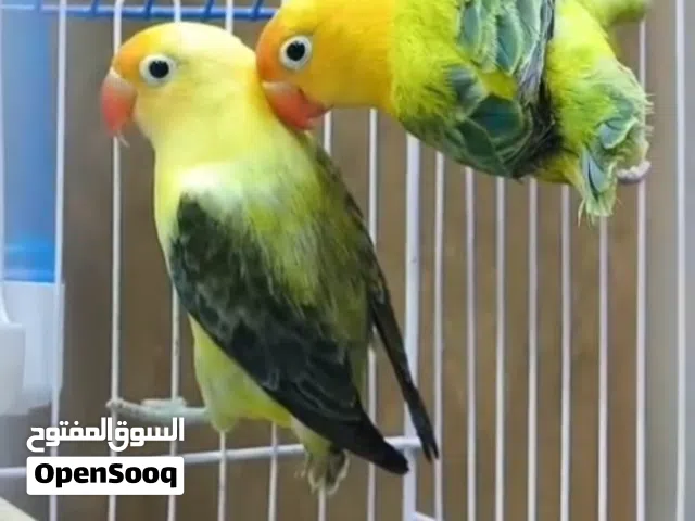 متوفر زوج باربلو انتاج عراقي نقاوه فول مثل ما واضح مضمونات نثيه وفحل