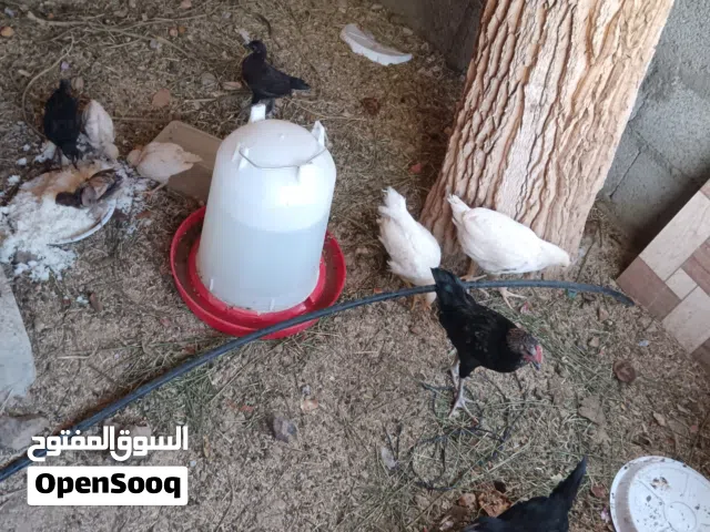 دجاج أحجام مختلفة