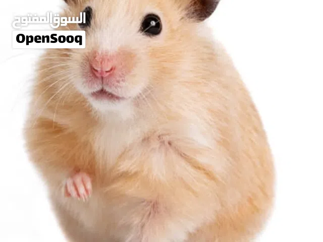 beutiful hamster male